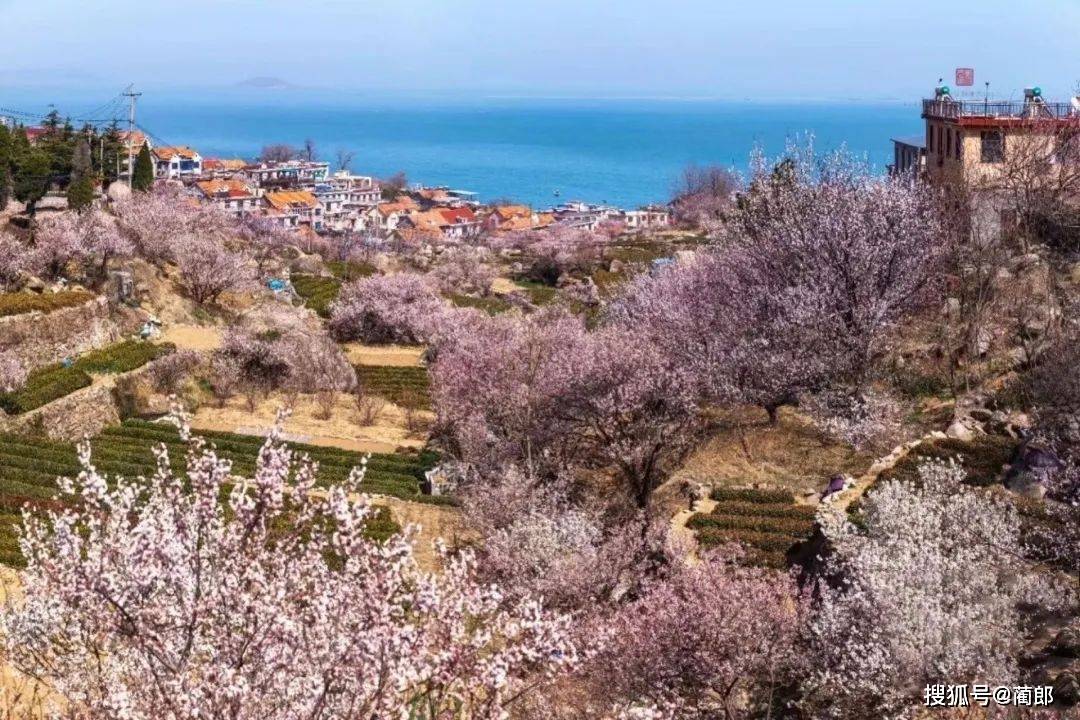 北方樱花之城：4月不来那座樱花开满的城市看看，会遗憾整个春天