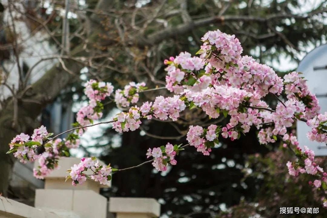 北方樱花之城：4月不来那座樱花开满的城市看看，会遗憾整个春天