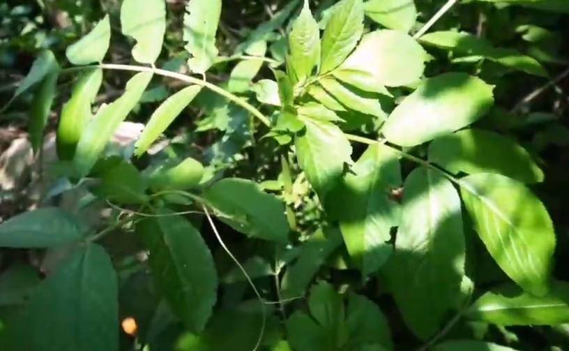 断骨也能续上？这种“接骨草”，是民间“妙药”，也是深山的宝贝