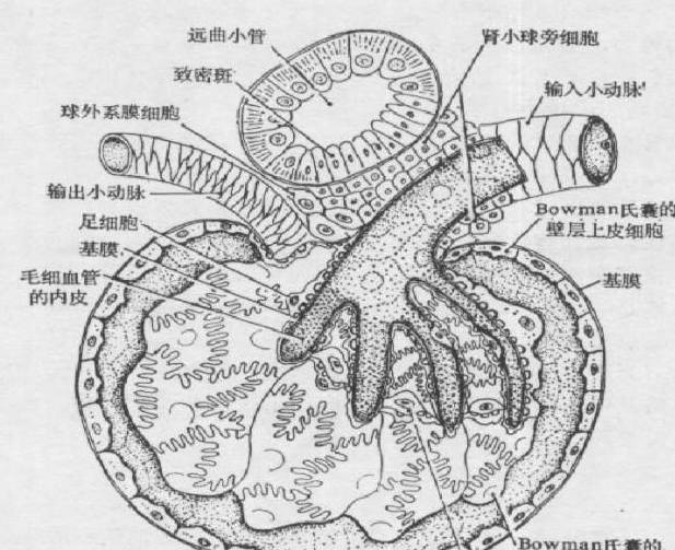 肾小球的基本结构实现肾脏的滤过功能vs肾脏结构