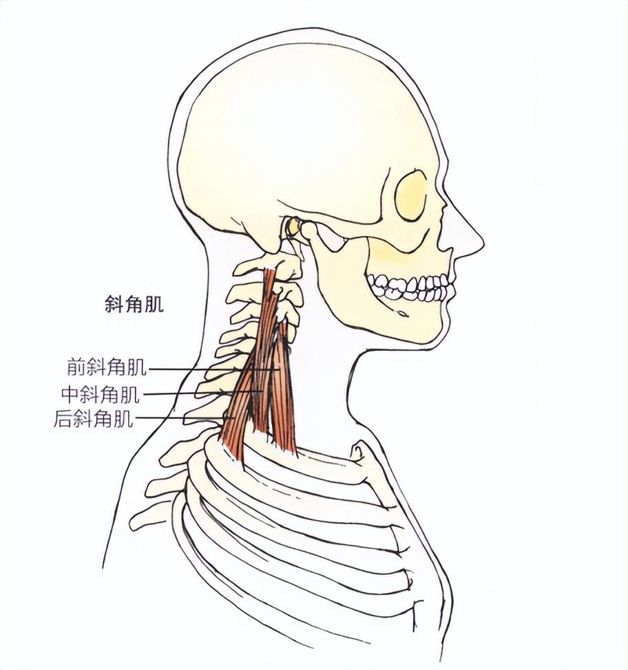 颈椎病的元凶 斜角肌！肩颈痛怎么也治不好，考虑解决这组肌肉