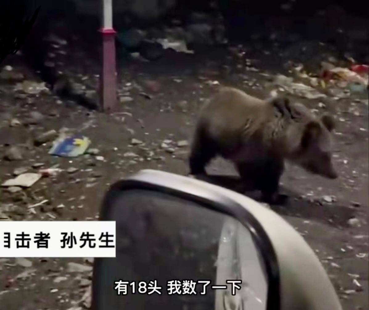 自驾游西藏被棕熊包围！在野外遇到熊怎么办？专家：不要假装受伤