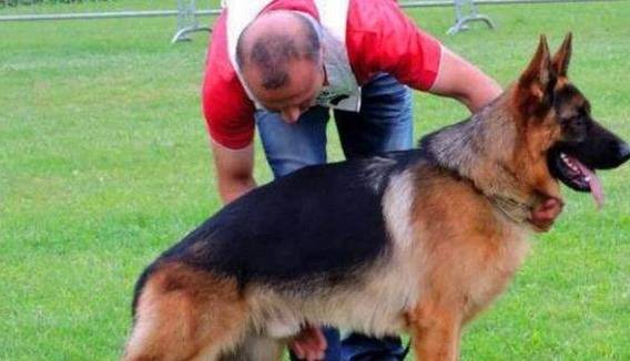 原创 关于弓背德国牧羊犬，你了解它吗？又如何评价它？