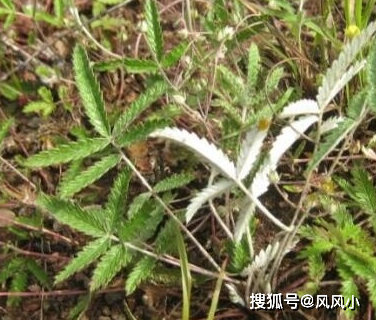 翻白草：翻白草的降糖作用主要体现在两个方面：首先，它可以促进胰岛b细