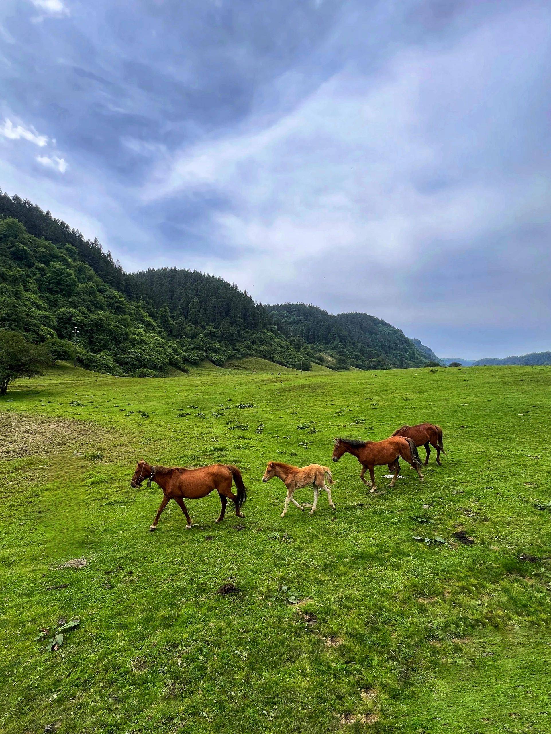 重庆旅游自由行攻略，4日游攻略，告别繁琐的旅游攻略