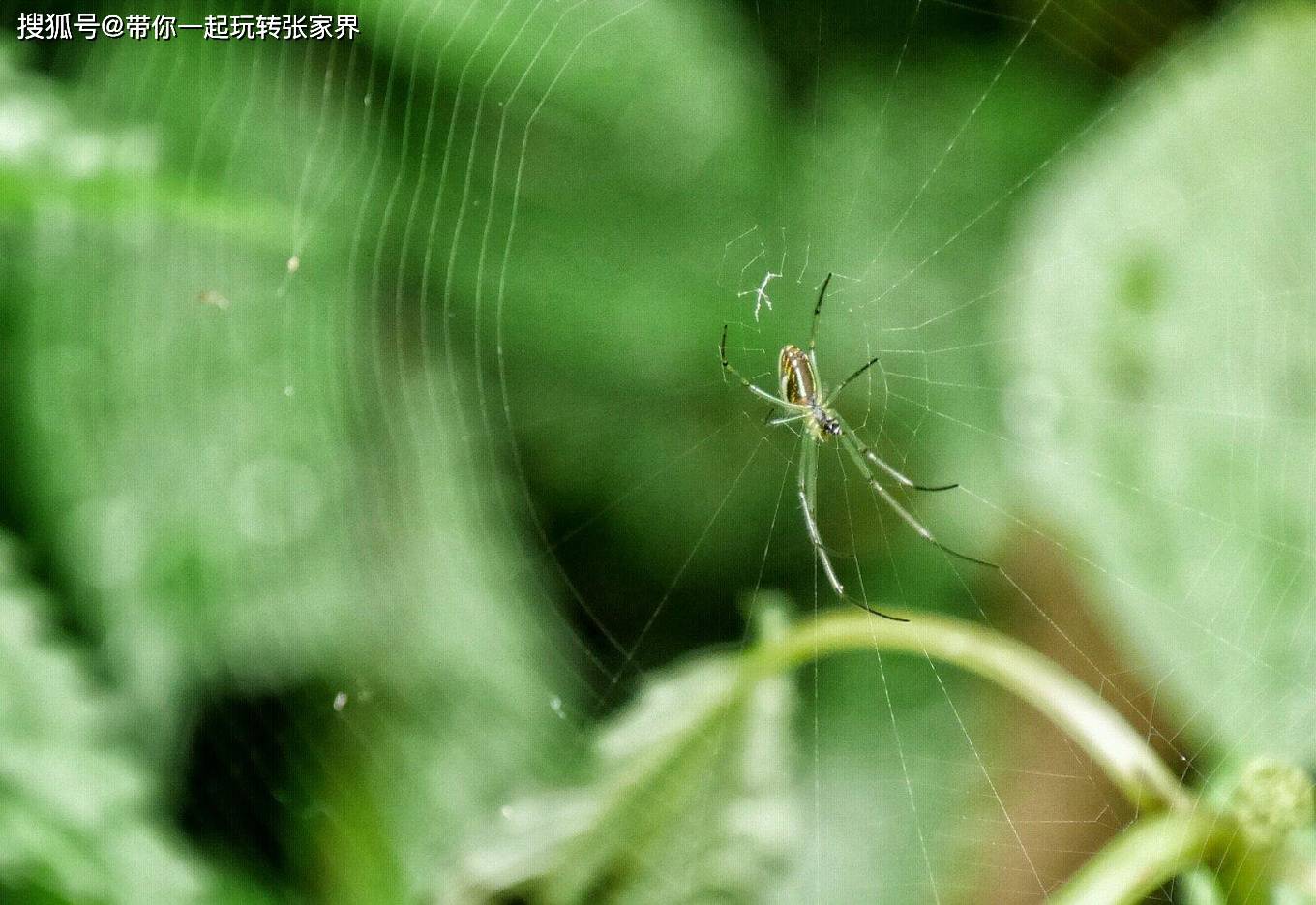 赏武陵奇峰-醉美张家界4日游自由行攻略