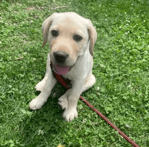 探索拉布拉多冷知识：Wellness宠物科普-第1张图片-冲锋网