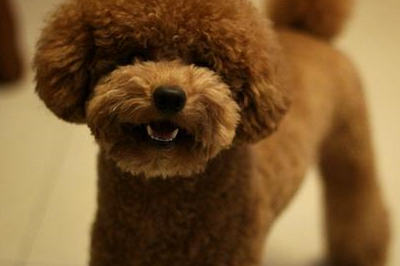 宠物知识：泰迪犬耳螨的并发症，泰迪犬有耳螨会厌食吗-第1张图片-冲锋网