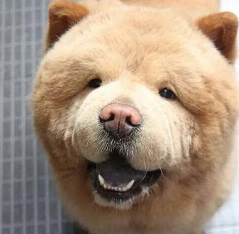 宠物百科：松狮，原来你的本名叫獢獢-第27张图片-冲锋网