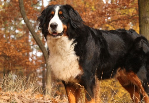 宠物小知识：伯恩山犬的骨软骨症-第1张图片-冲锋网