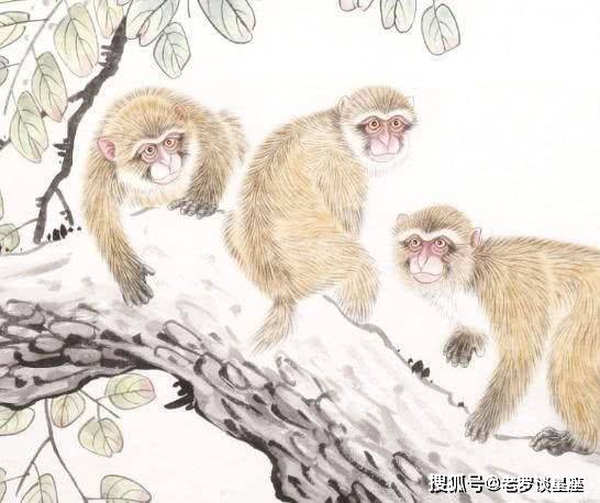 相得益彰打一个生肖，最佳资询落实