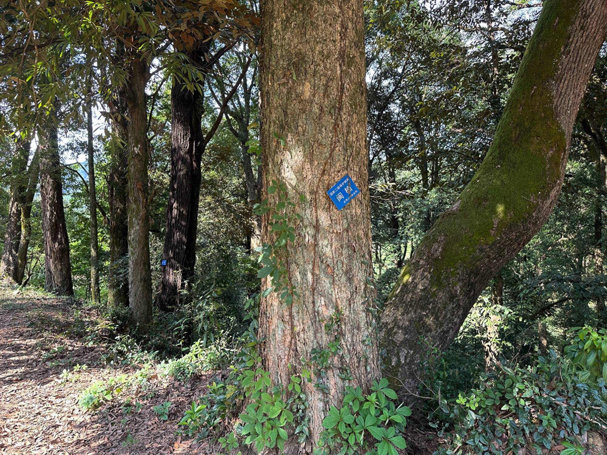 三天两晚，环武夷山国家公园1号风景道自驾游