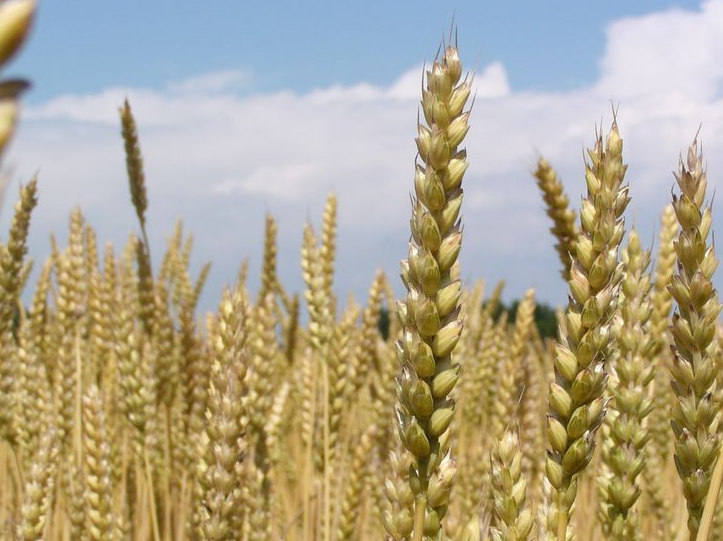 新麦上市，小麦价格还能涨多少？