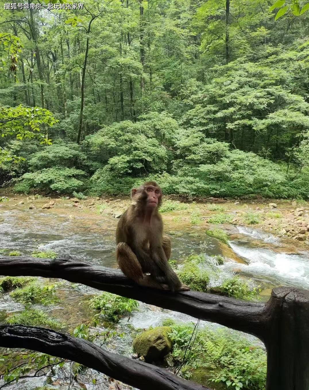 张家界森林公园深度旅游+天门山，凤凰自由行（详细攻略）