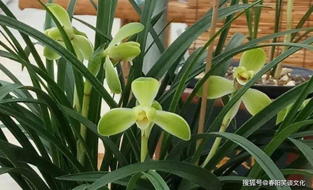 原创20种香水花，茶花排倒数，第一就是它！