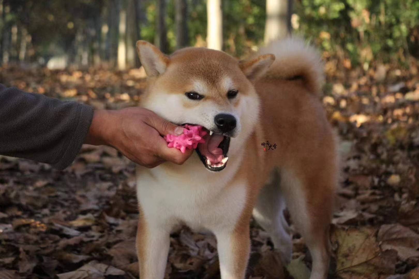 疫情之下该如何守护我们的柴犬和毛孩子