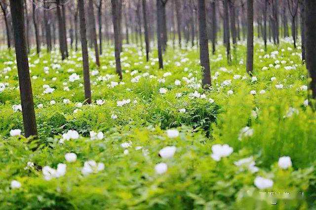 西平gdp_西平县的经济概况(3)