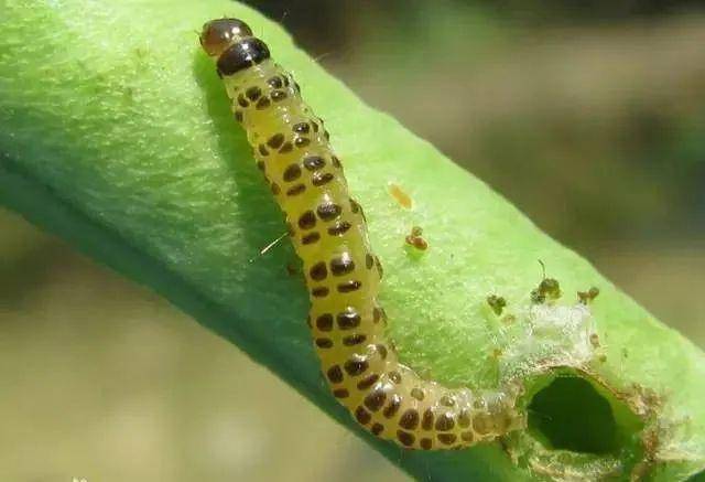 超级经典 32张 蔬菜害虫 全图谱