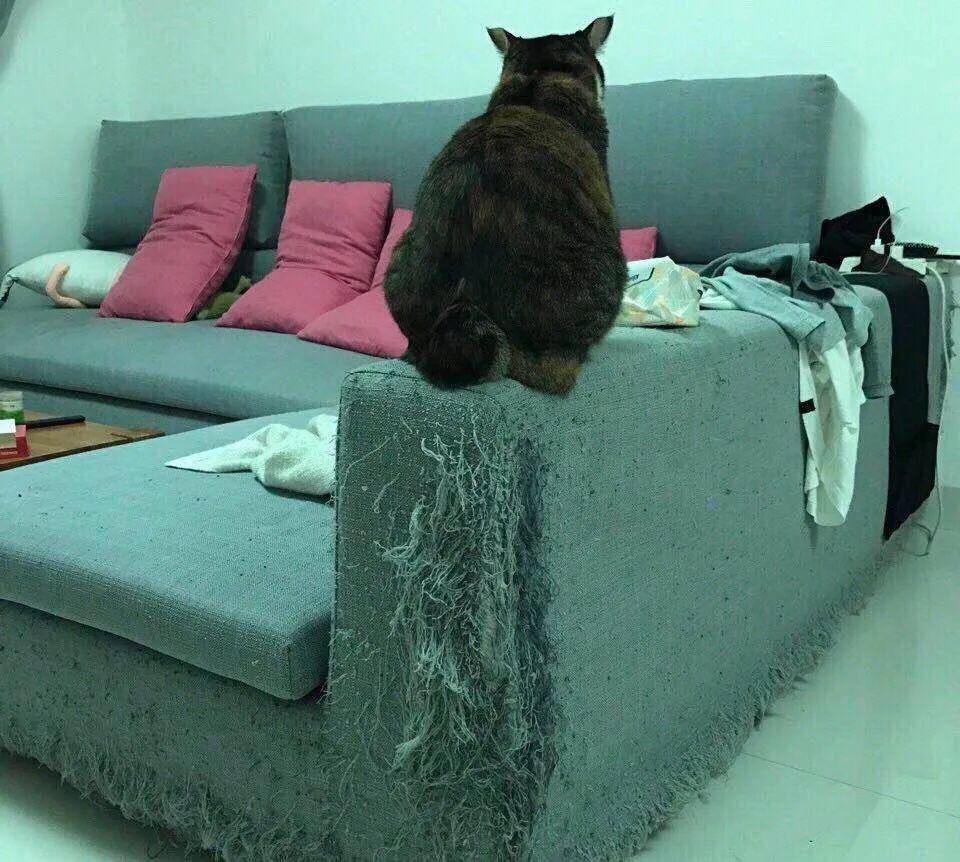 沙发与猫，一部短剧的魅力与故事，沙发与猫，短剧的魅力与故事