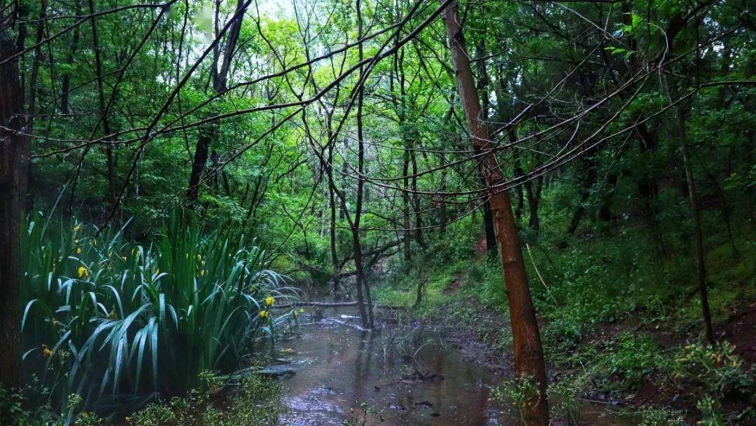 清新自然,最是雨后马陵山!