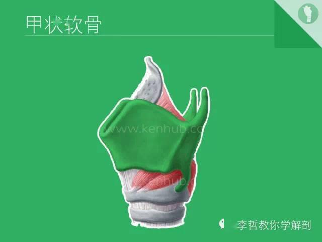 喉软骨抽记卡_解剖