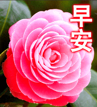5月16日最漂亮早上好动态表情图片大全,早晨好动图美图大全