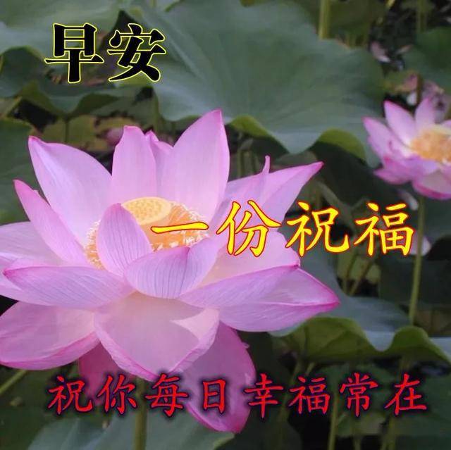 人,贵在真诚相依,情,贵在彼此牵挂,早安