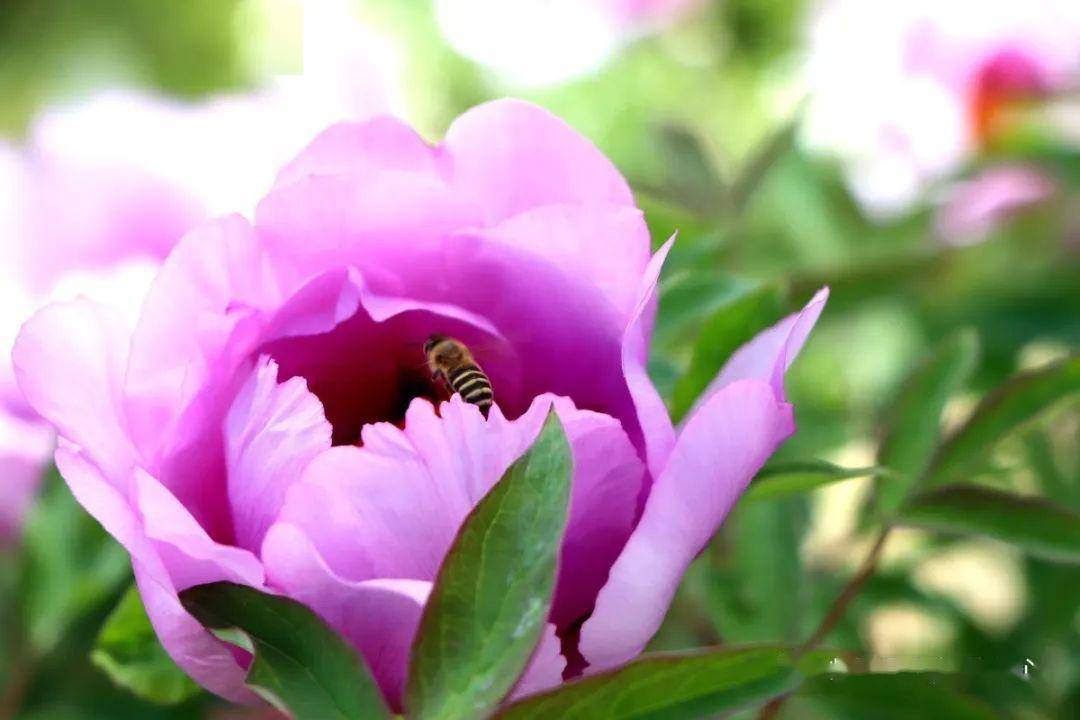 临夏县:十里牡丹百花艳 快速通道千里香