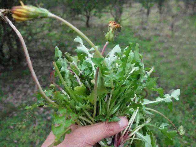 婆婆丁野菜好吃吗 74096f04069b49e698662e57e3873764.jpeg