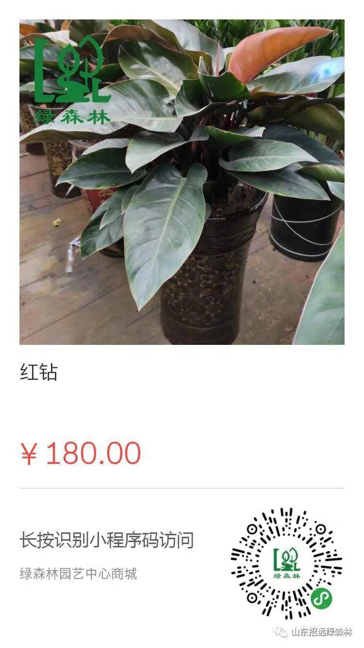 适合家里养的大叶花 98f126d5403b459381fd622a859a8c49.jpeg