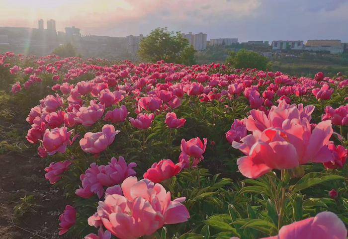 想看漫山遍野的芍药花海?就来宜君花溪谷!