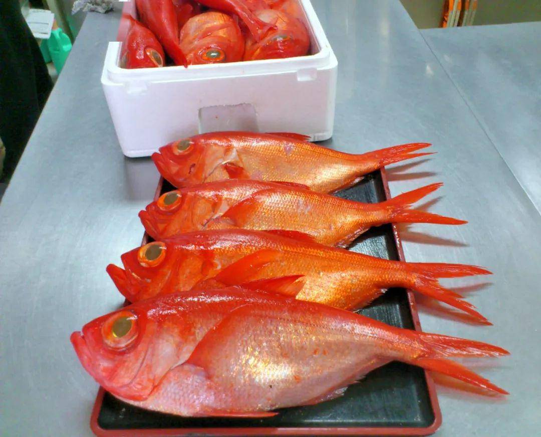 金目鲷有"日本国鱼"之称,肥而不腻,口感极佳.