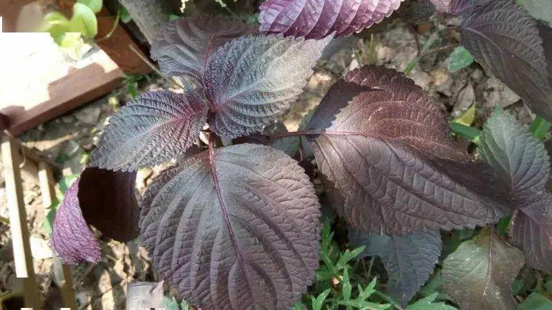 【食育】今天是"国际植物日"热爱植物,健康生活