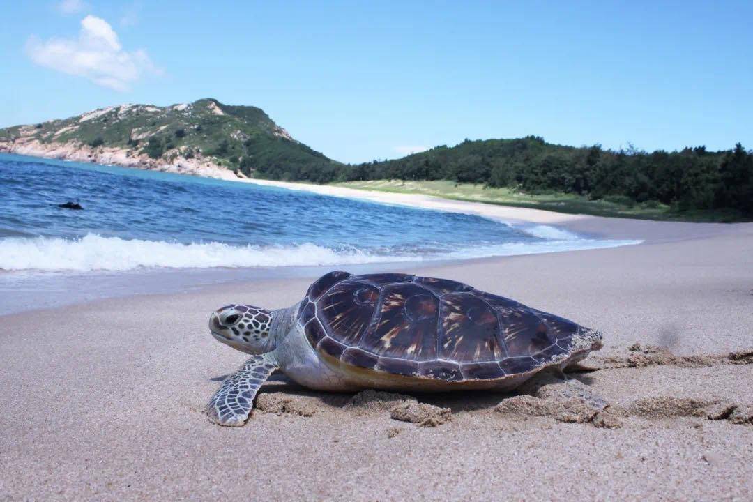 在这里,可以跟小海龟来一次亲密的邂逅 五,六月份正是海龟产卵时 这个