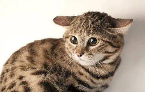 但是这可是比豹猫和狸花猫凶猛得多的黑足猫