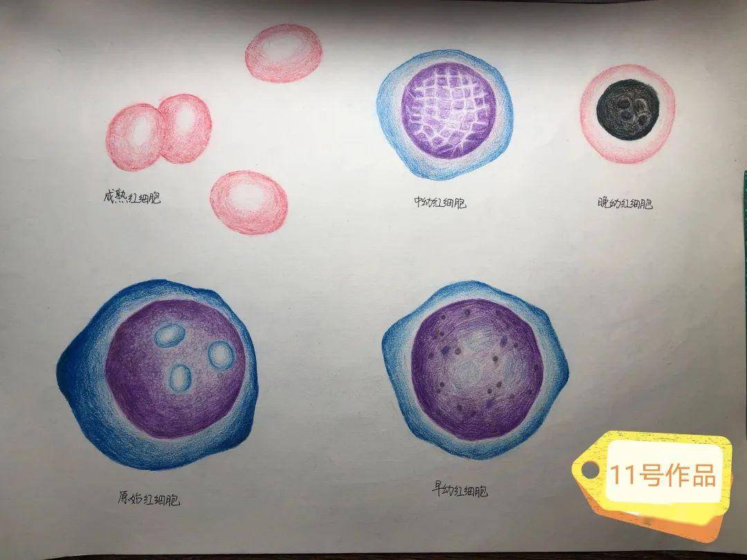 粒系"三兄弟"14号作品:血细胞大家族的成长历程15号作品:红细胞的发育