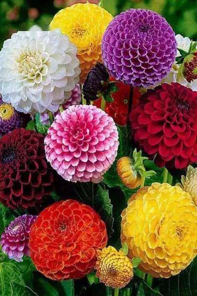 【美图箴言】心中有花园,自然花常开