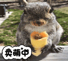 都是杭州人和外地游客们心里的这些小松鼠