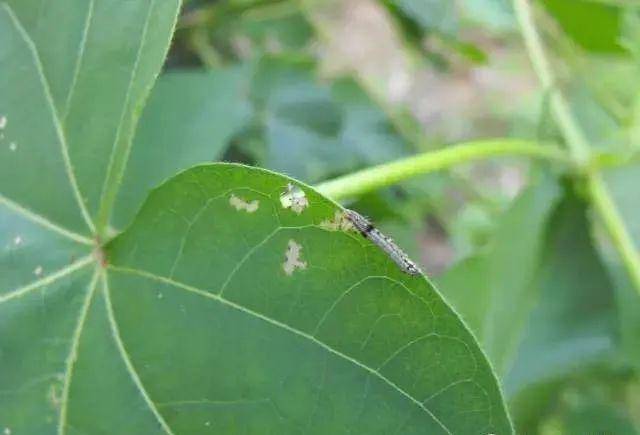 甜菜夜蛾成虫 十三,斜纹夜蛾