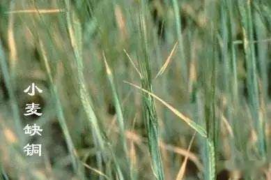 什么是青稞苗 60f0a981d5b54cdd944c7f3ad66aea09.jpeg