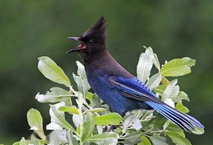 【大自然】长着"鸡冠头"的鸦科鸟类——暗冠蓝鸦