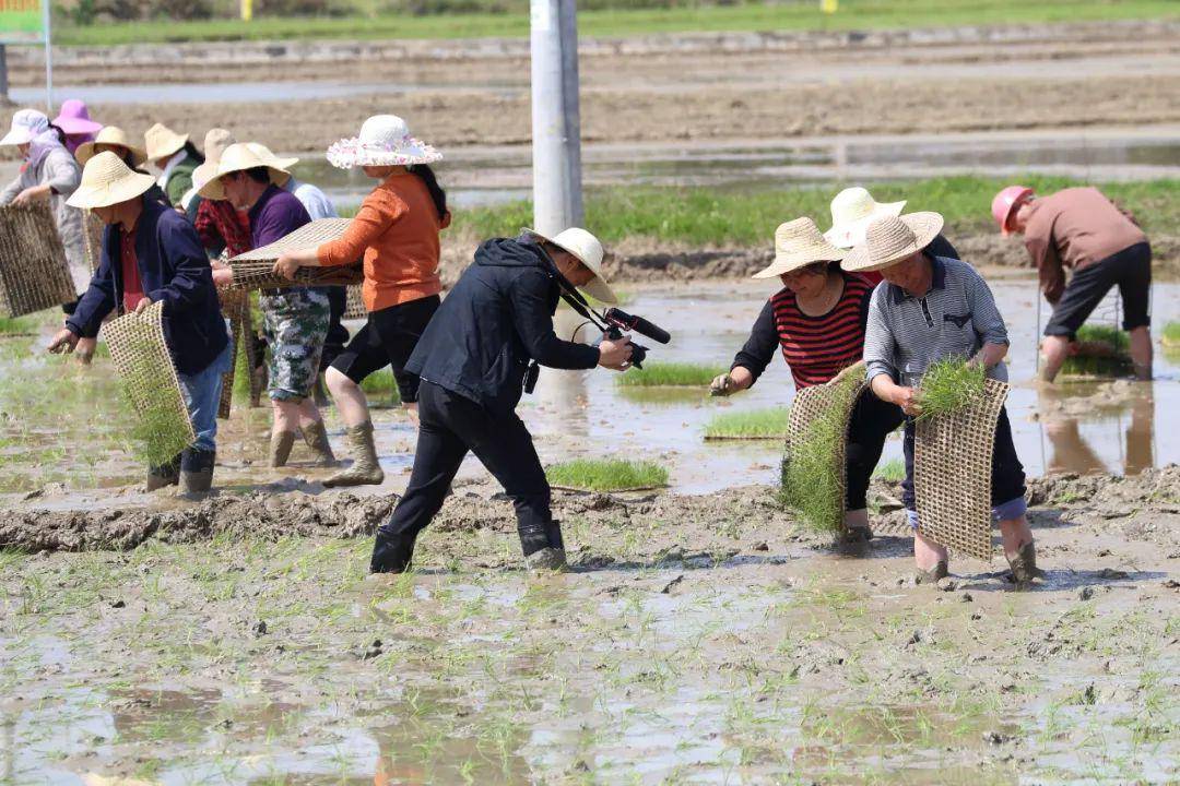 中联重科研发生产的一台水稻有序抛秧机抛秧当地农户抛秧"天团"石鼓