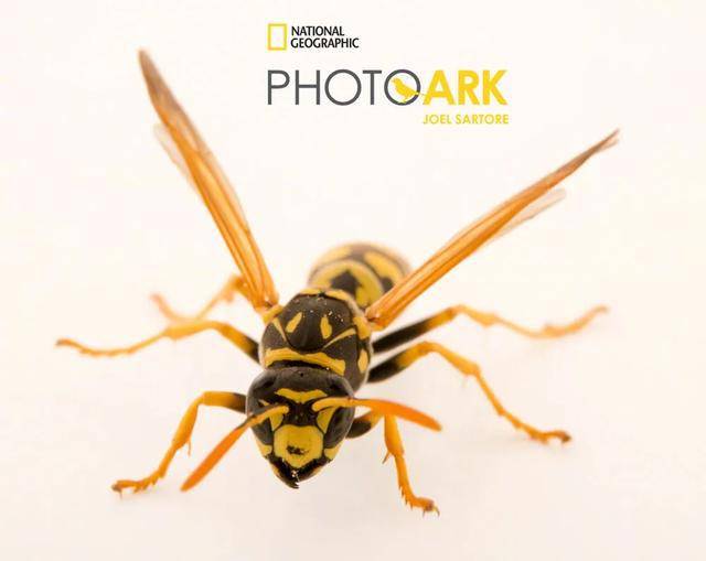 蜜蜂窝怎么保存不会坏 25edb0238b0c48d2ad6f47c6ea8d9cb5.jpeg