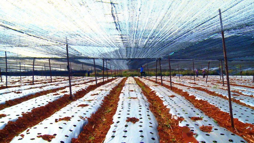 丘北1000亩魔芋采用新技术进行种植