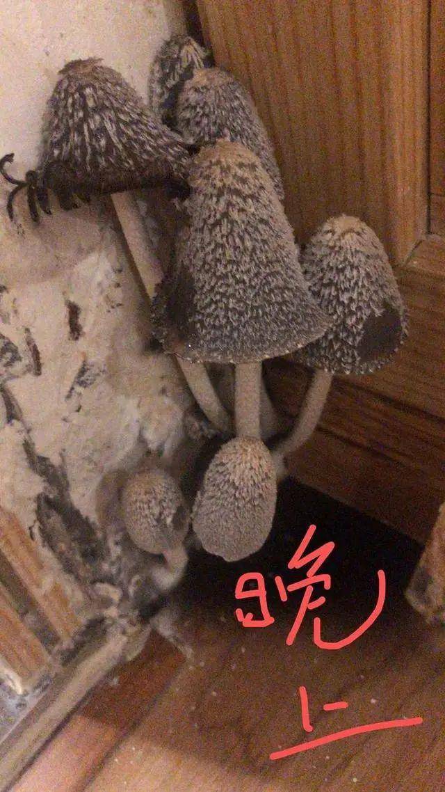 女业主被家里蘑菇吓哭,一次比一次多,还会化成黑水