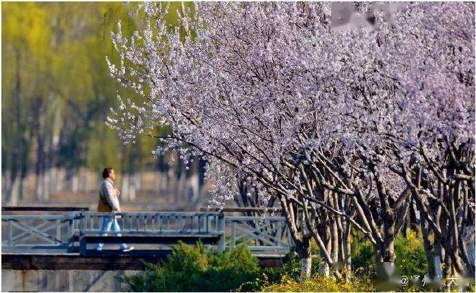 阅读量超1000万人次!"身边的春花儿"九宫格微博云端摄影大赛完美收官!