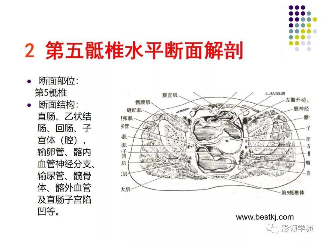 女性盆腔水平断面解剖