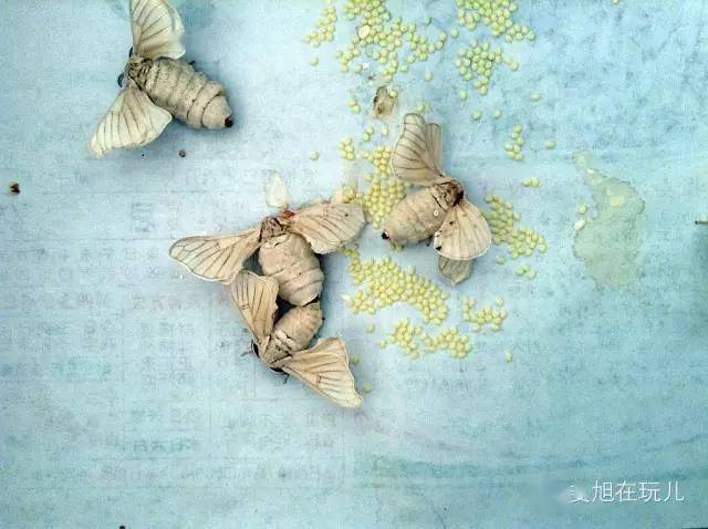 春蚕