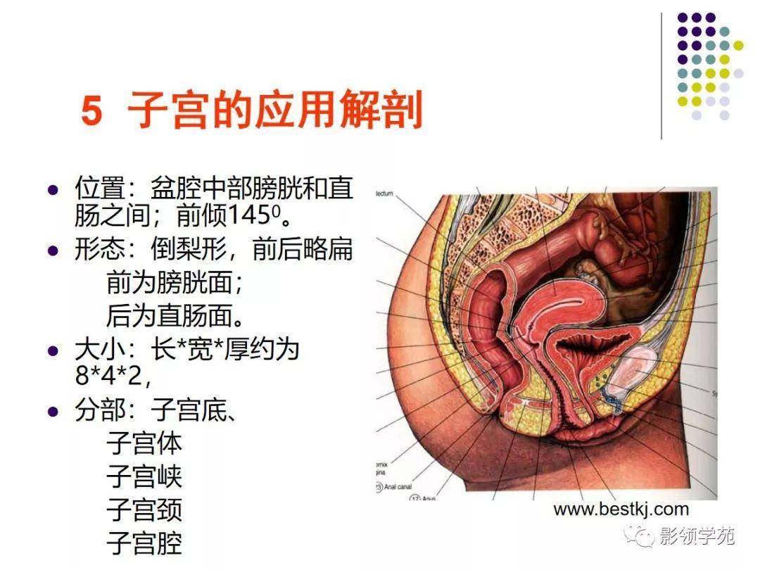 女性盆腔水平断面解剖