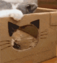 准备一个盒子,就能让猫不来打扰你_猫咪